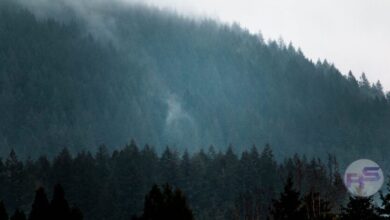 Discover the Enchanting Beauty of the San Juan Islands: Your Essential Guide image